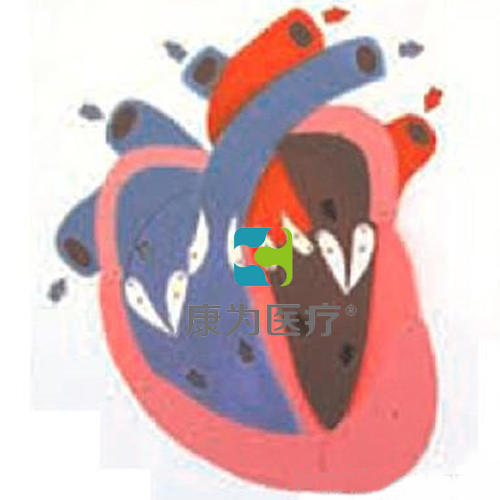 “康為醫療”心臟收縮、舒張與瓣膜開閉演示模型